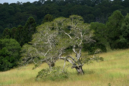 trees landscape lismore northernrivers nsw australia 2bid118