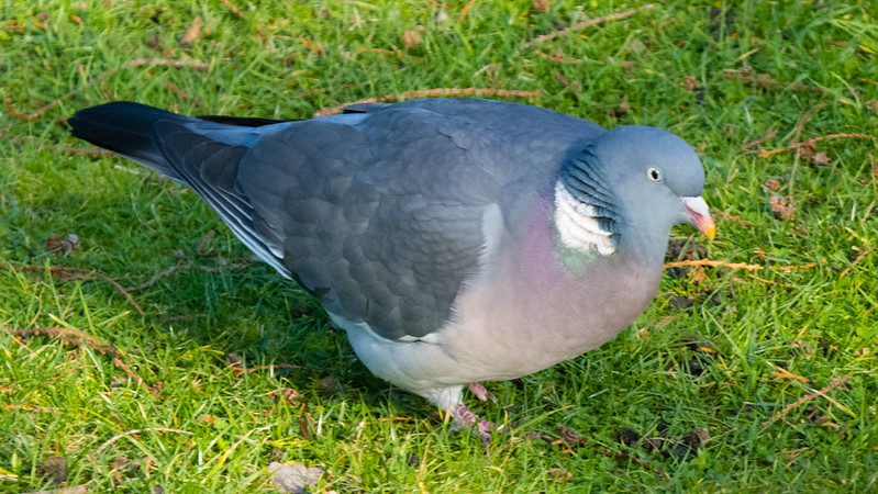 Wood pigeon pecking at a lawn