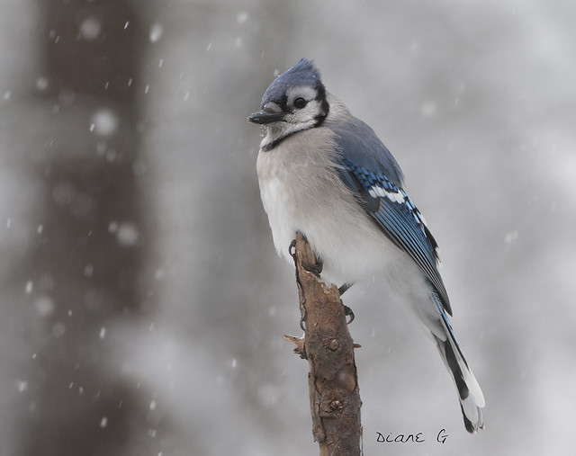 Winter Blue Jay