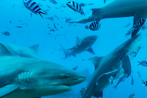 pacificharbour centraldivision fiji fj bull shark beqa lagoon scuba diving adventure ikelite