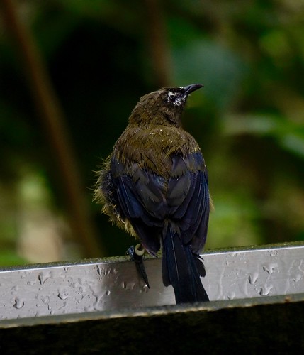 Bathtime... | by rozpalethorpe