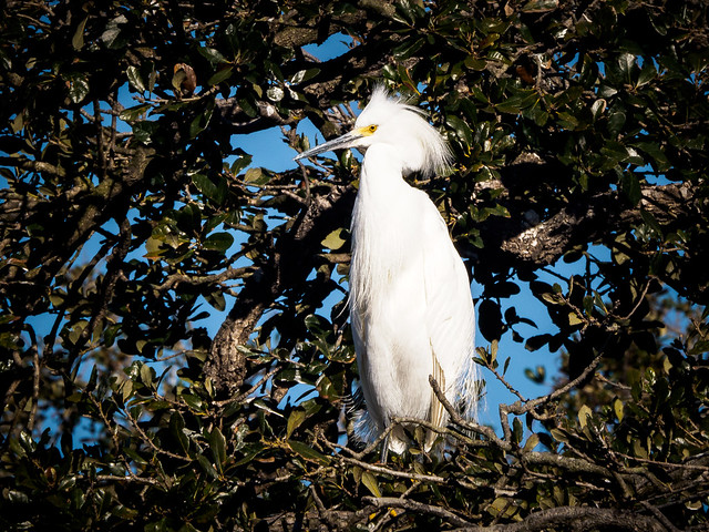 Perched Snowy Egret
