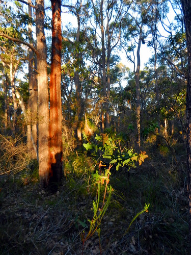 Evening shadows by LeelooDallas, western australia margaret river island brook estate landscape dana iwachow nikon coolpix s9200 summ