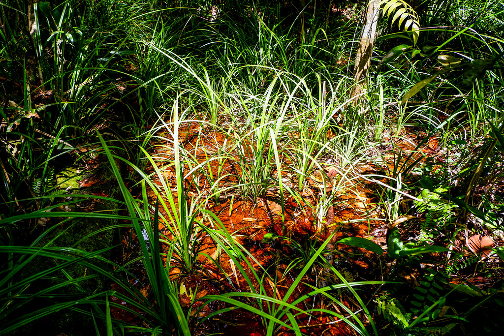 Brown coloured surface water during the wet season in tropical peat swamp forest, indicating high particulate organic matter contents.