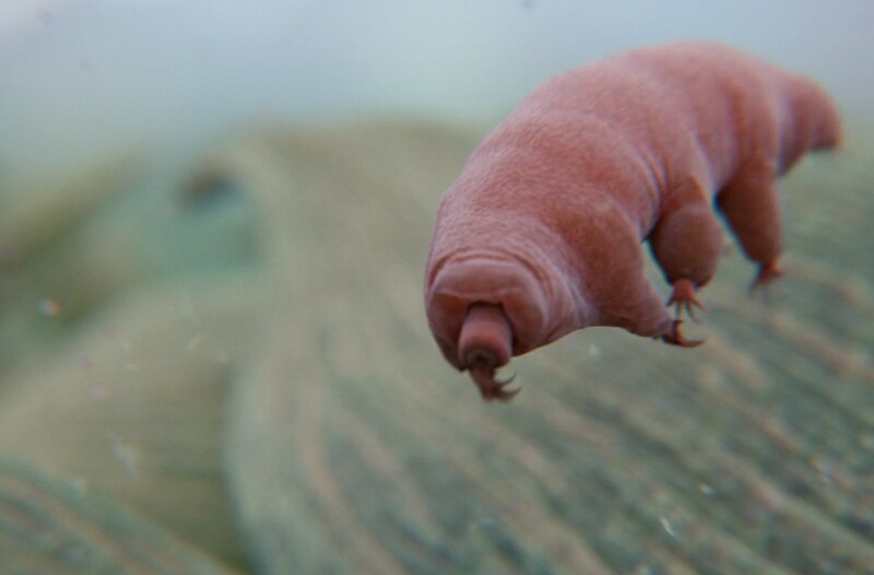 Could tardigrades have colonized the Moon?