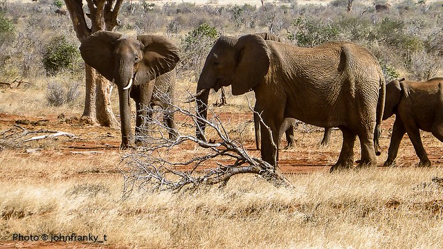 Safari-Tsavo National Park-Kenya (12)