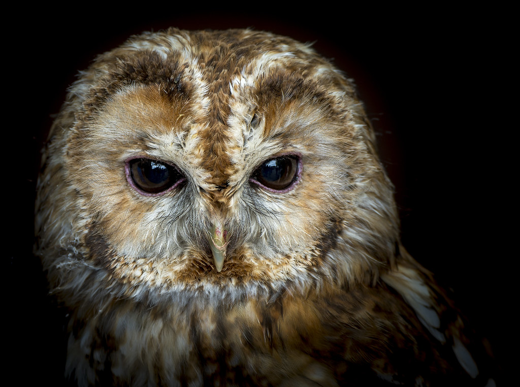 Unknown species of owl