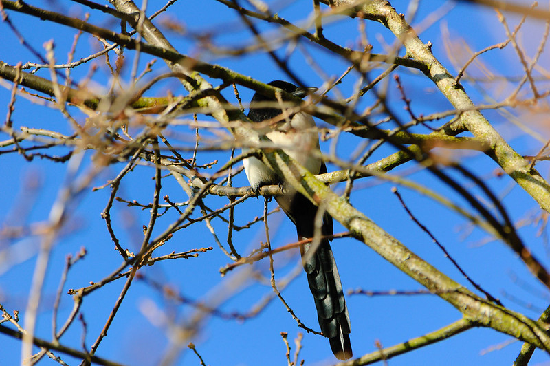 Magpie in an oak tree