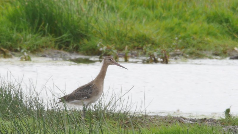 Release juvenile godwit by pool on lady fen WWT 2017