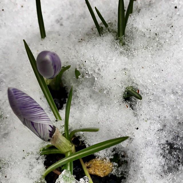 Spring postponed (iPhone 8+)