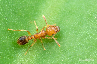 Ant (Tetramorium bicarinatum) - DSC_2708