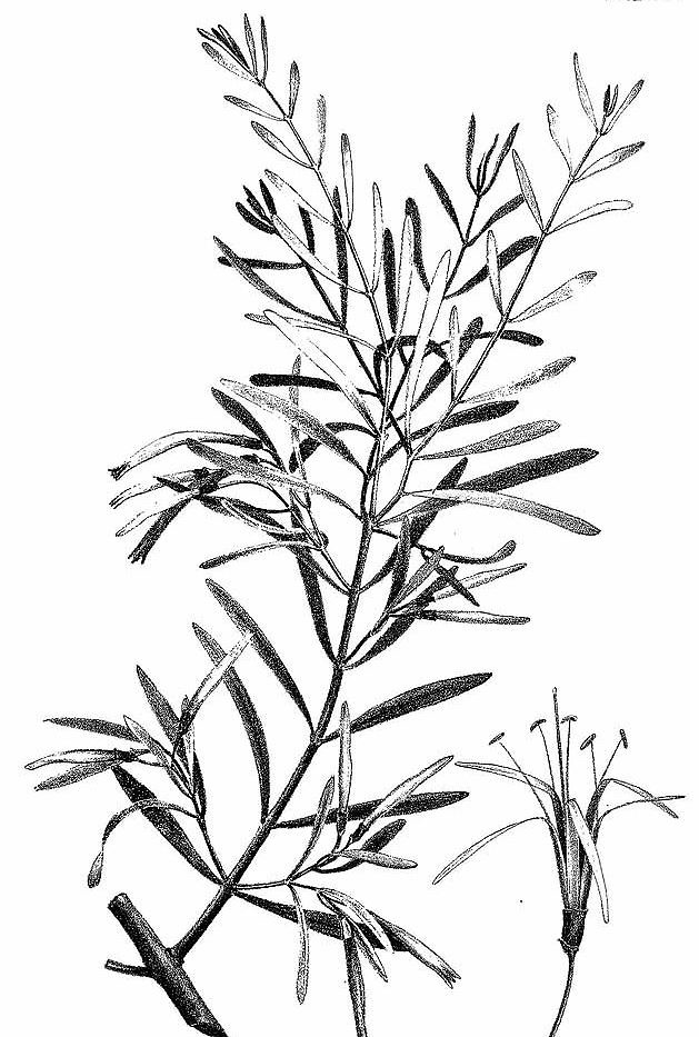 Loranthus bidwillii F.C.Wills | Margaret Donald | Flickr