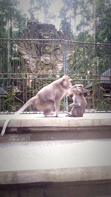 Love is everywhere♡ Bali's monkeys