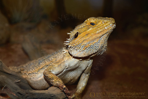 Central Bearded Dragon by Kaye Menner