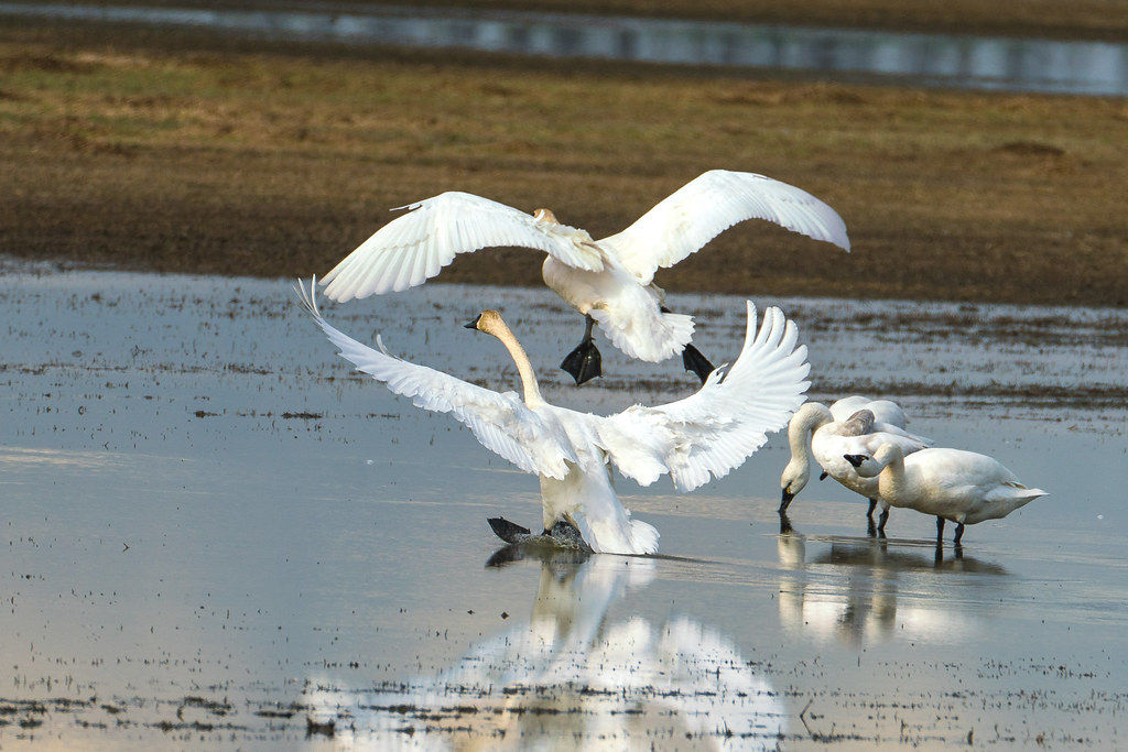Tundra Swans-Look out below#1