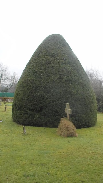 Churchyard Yew Tadworth Circular