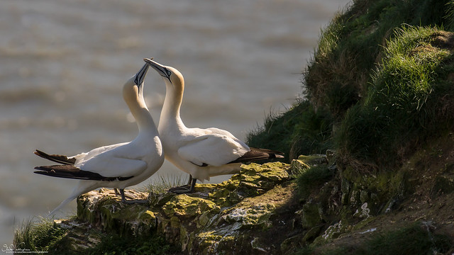 Courting Gannets..