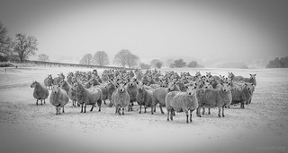Clwydian hills sheep during the cold snap. | by Chris CW