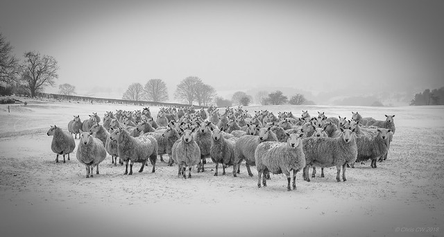 Clwydian hills sheep during the cold snap.