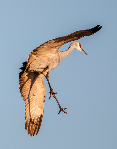 sandhill crane landing flying bird flight bif morning sunrise