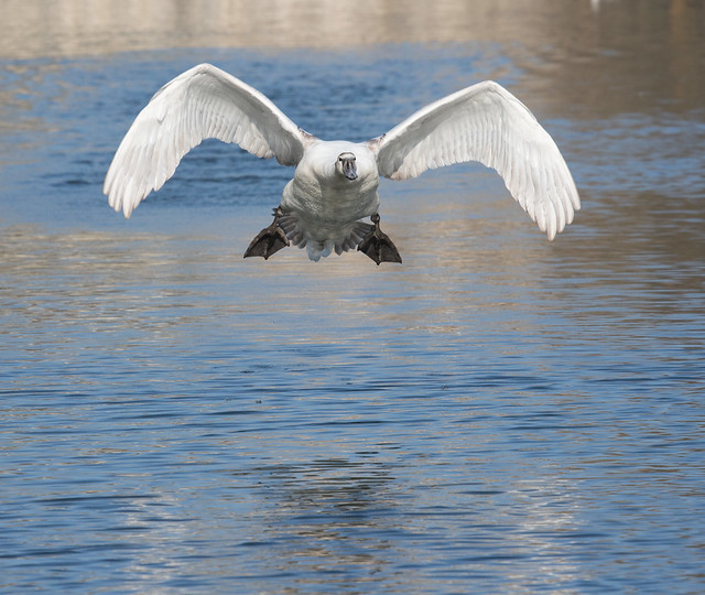 Airborne Swan