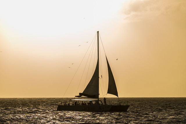 Pelican's Sail