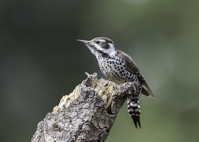 Arizona Woodpecker (Explored 1-15-18)