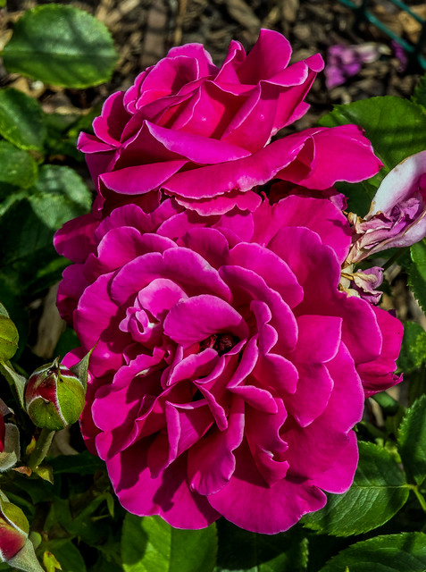 rose cv - mornington