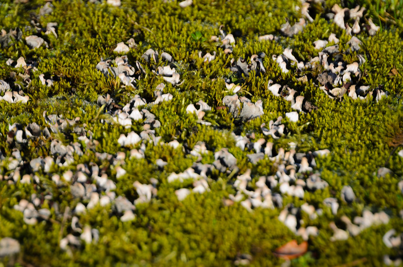 Fungi amid moss, West Park