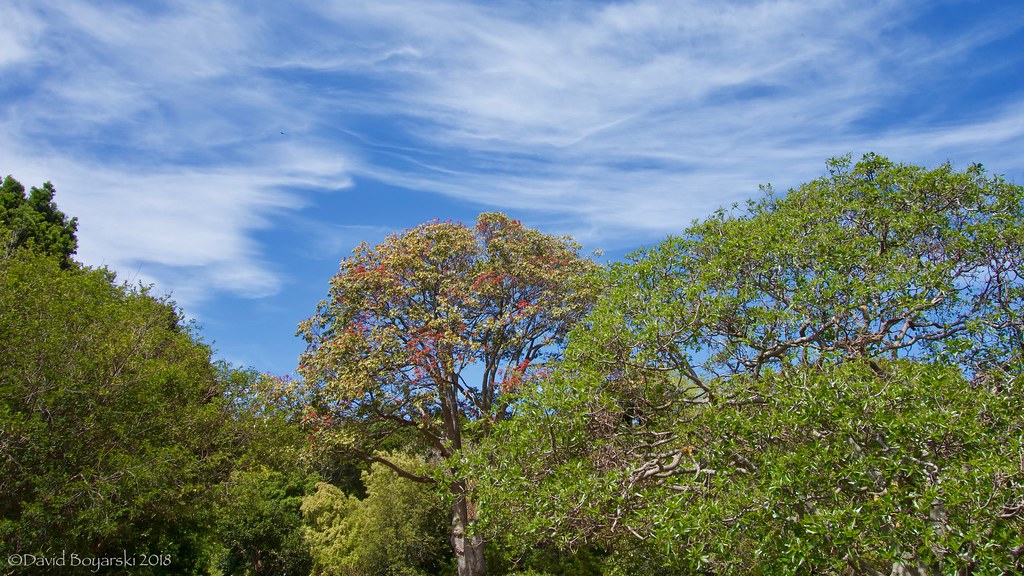 Kirstenbosch Botanical Gardens 4