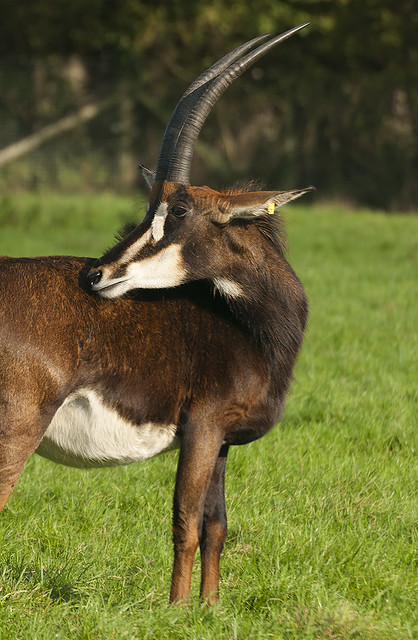 Hippotragus niger n. - Southern Sable Antilope