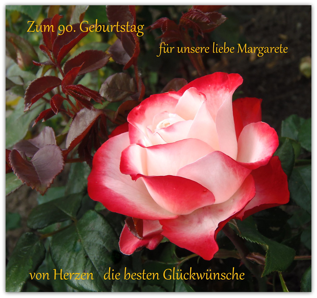 Rose für Margarete