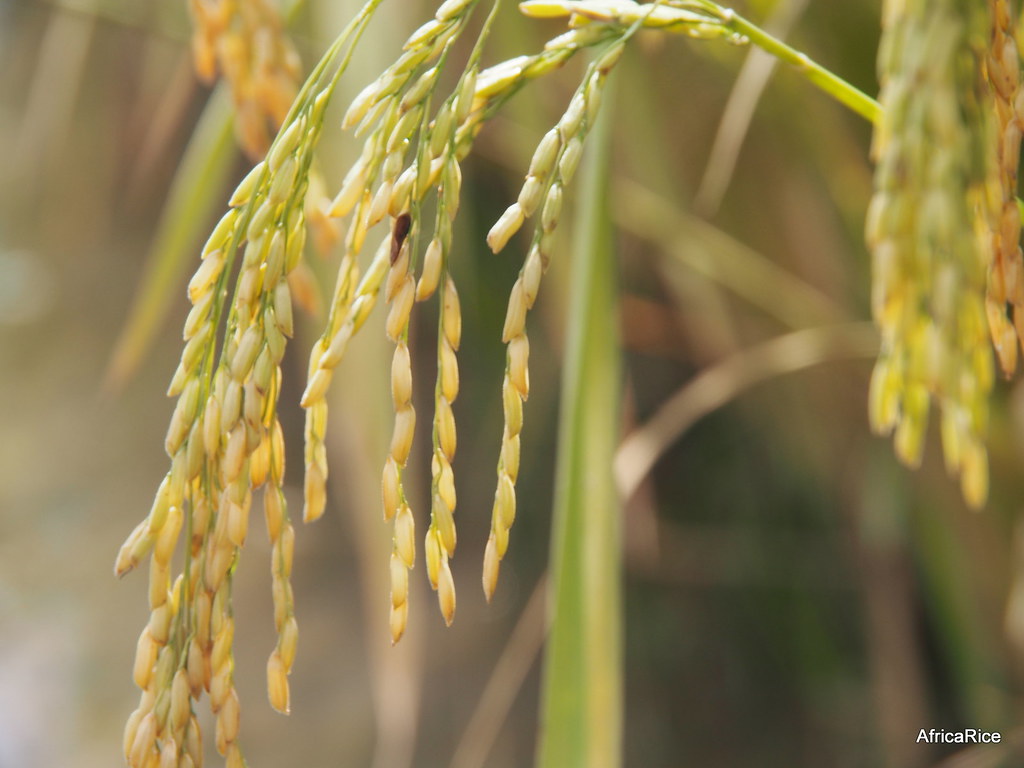ARICA 2 | ARICA – Advanced Rice Varieties for Africa ARICA 2… | Flickr