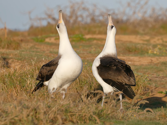 Courting Laysan Albatross (Phoebastria immutabilis)