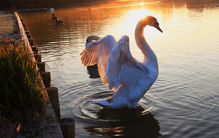Swan lake sunrise