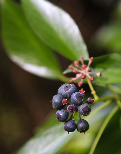Ivy berries (Hedera)