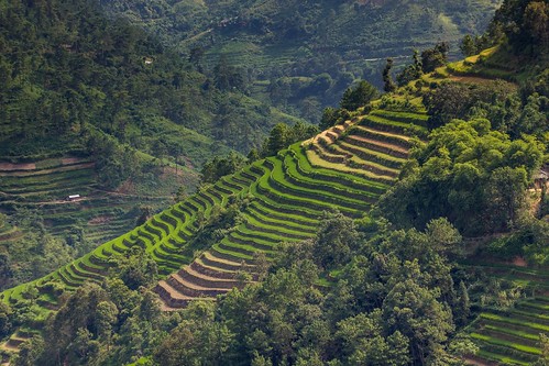 vietnam22 terasa rýže pole krajina hory vietnam dosvěta hàgiang vn