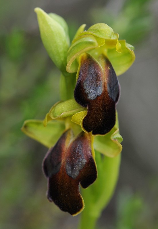 20170418-185F | Braune Ragwurz (Ophrys calocaerina) bei Grottaglie. Apulien, 18.04.2017