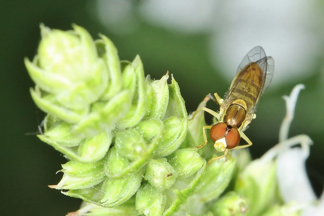 Hover Fly (cropped 3x's)
