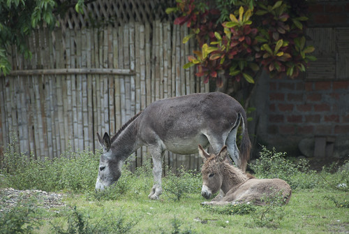Field transportation | by George Cruz // www.sanjorgeecolodges.com