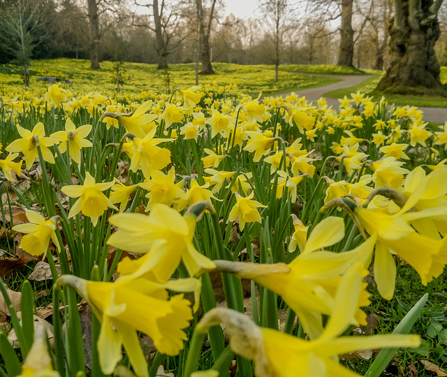 Daffodls in Petworth Park, East Sussex