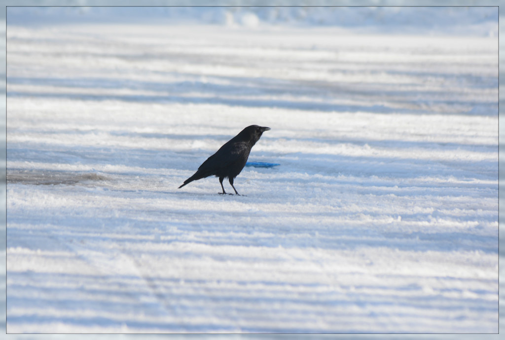 >< Crow On Snow ><