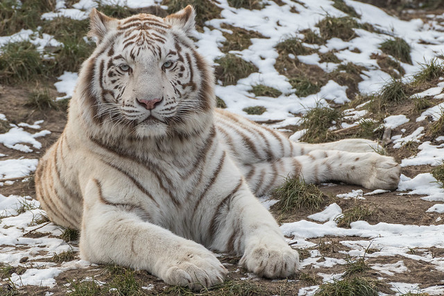 Asia, White Bengal Tigress