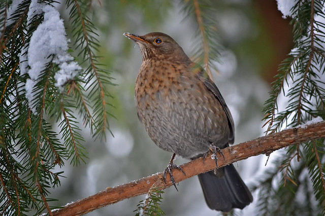 One of 5 snowy days in Finland. Winter 2018. Blackbird (female) on the tree in my backyard ⛄