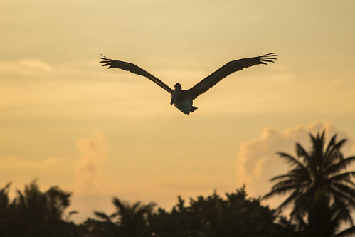 bird pelican mexico animal sunset flickr cancun