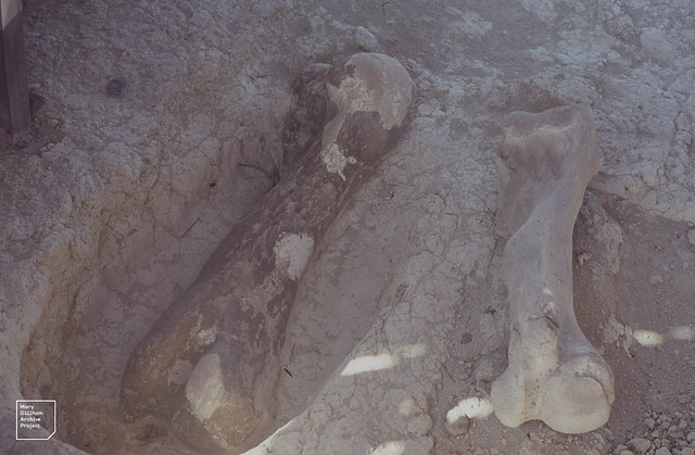 Ancient (left) and modern elephant bones (in situ, old). Olorgesailie.