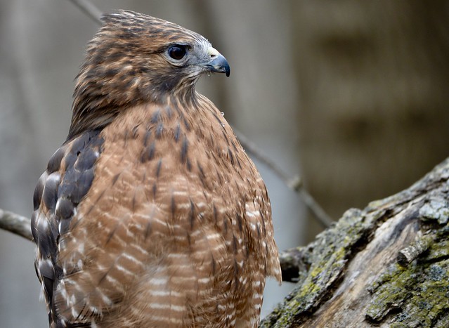Red Shouldered Hawk  - Buteo Lineatus - Stillman Nature Center - South Barrington IL