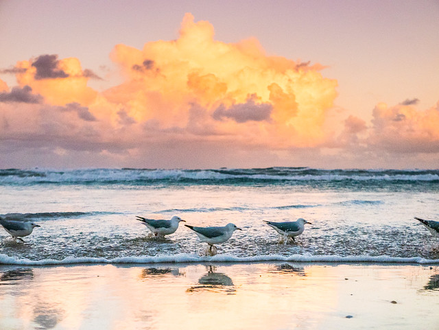 birds at surfers