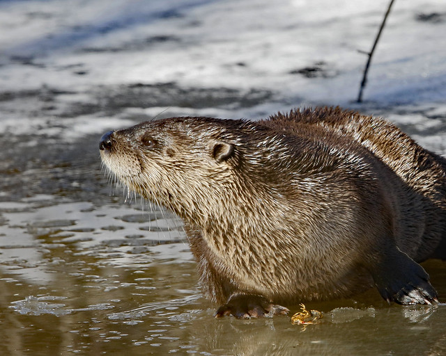 River Otter With Frog Remains