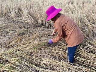 Harvesting the rice | by Wayne 66